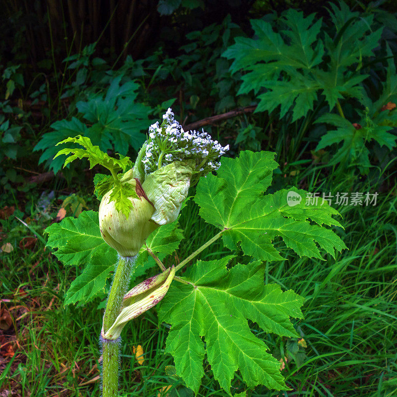 大猪草(Heracleum sphondylium)近照